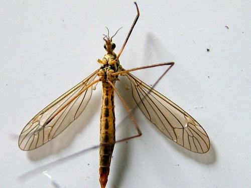 Réf. 253 626 : Nephrotoma submaculosa